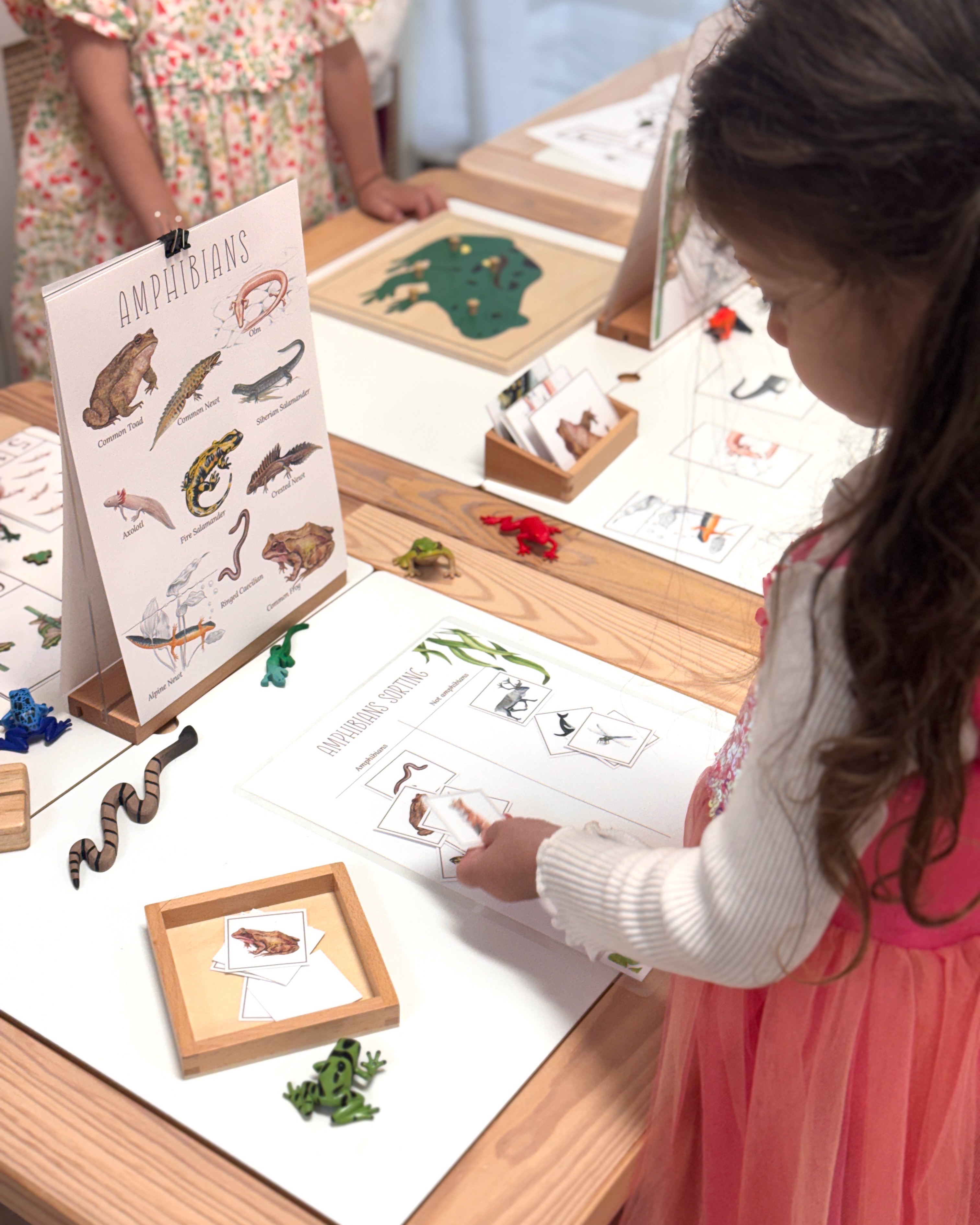 A child classifying amphibians using models and picture cards