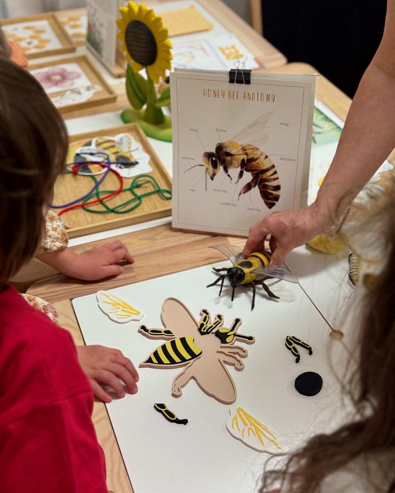Children investigating honey bee anatomy with visual references and models